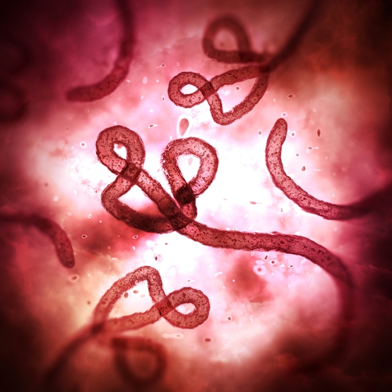 Ebola_2