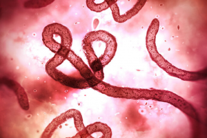 Dr. Michael Pauly of Mapp Biopharmaceutical on Ebola and ZMapp