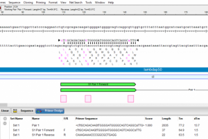 How to perform PCR site-directed mutagenesis using Lasergene