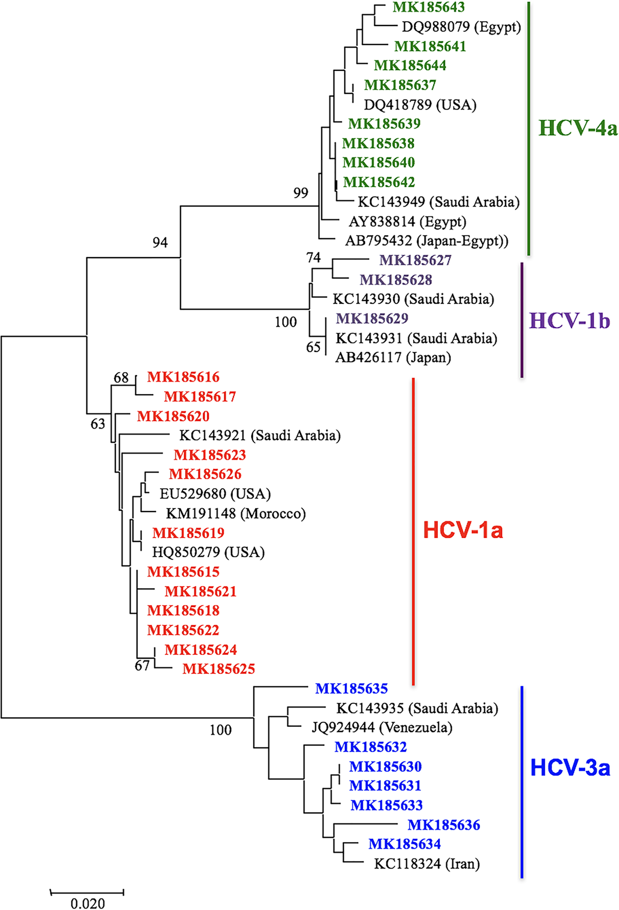 Neighbor-Joining phylogenetic analysis of Palestinian HCV 1a, 1b, 4a, and 3a isolates